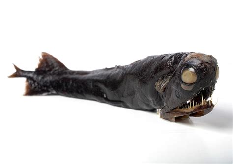 Deep-sea Dragonfish Specimen Photograph by Natural History Museum ...