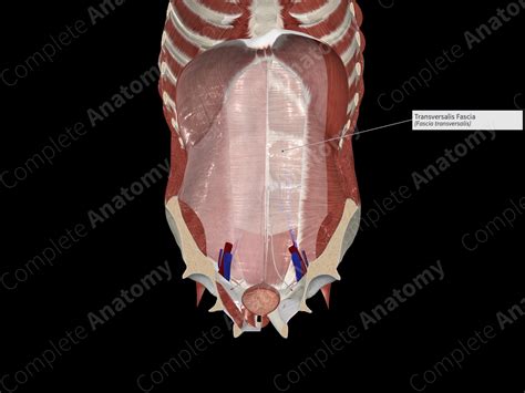 Transversalis Fascia | Complete Anatomy