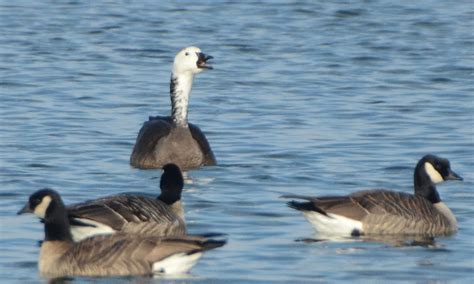 Bird Hybrids: Snow Goose x Canada Goose