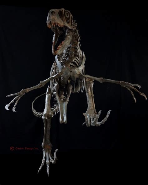 Utahraptor Skeleton | Gaston Design, Inc.