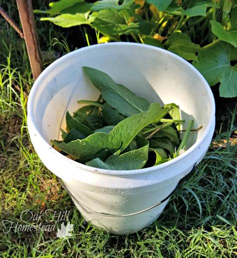 How to Make Comfrey Tea for Your Garden - Oak Hill Homestead