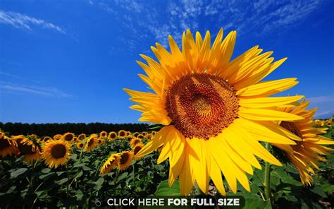 Sunflower Fields Wallpaper Desktop Hq wallpaper | Sunflower fields, Sunflowers background, Field ...