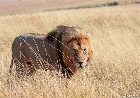 male lion in the grassland | male African lion Panthera leo … | Flickr