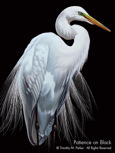 Patience • Egret • Black and White Bird Fine Art Print • Free Shipping ...