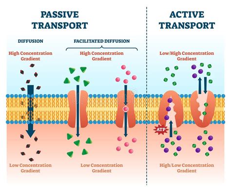 Active Transport Cell Membrane Stock Illustrations – 59 Active ...