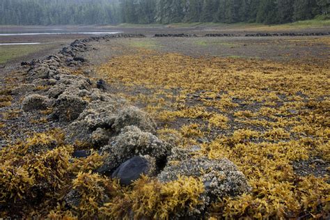 Raising Salmon — David Moskowitz Wildlife Tracking and Photography