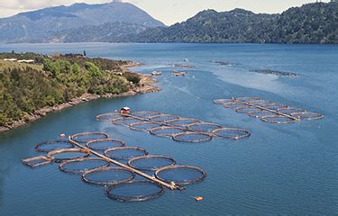 Environmental costs of Salmon Farming-Excellent article – Friends of ...