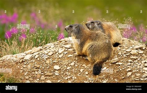 Two alpine marmots, marmota marmota, resting in nature Stock Photo - Alamy