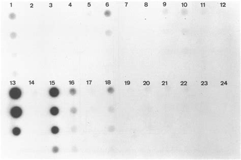 DNA-DNA hybridization dot blot showing detection (strong hybridization ...