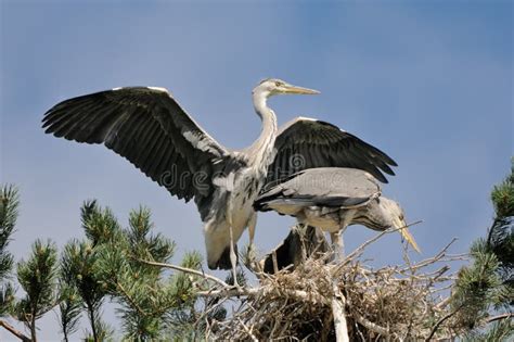 Grey Heron Large Chicks in the Nest Stock Photo - Image of wildlife ...