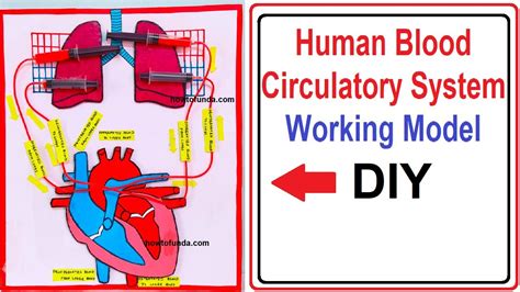 Working Model Of Heart And Circulatory System Of Human Science | My XXX ...