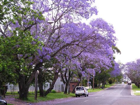 Jacaranda Trees delicate leaves purple flowers | Spain Info