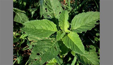 Pigweed Identification