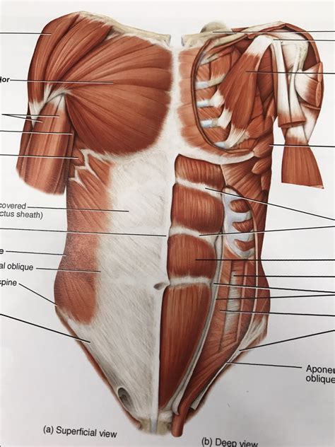 Muscles Of The Trunk Diagram - General Wiring Diagram