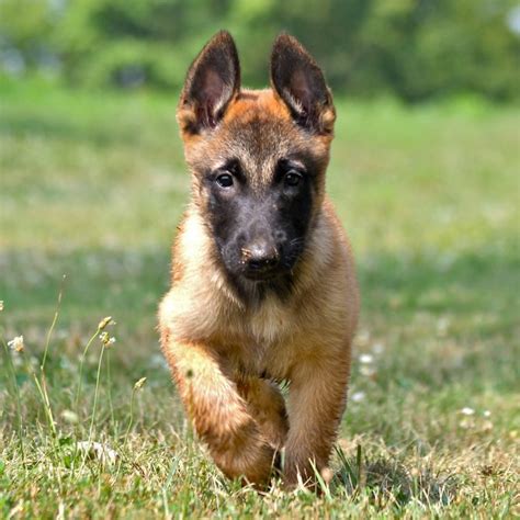 Belgian Malinois Info, Temperment, Care, Puppies, Pictures, Training