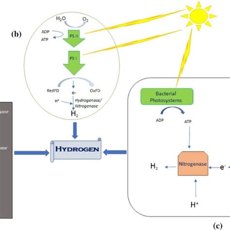 Methods of hydrogen production using naturally occurring biological ...