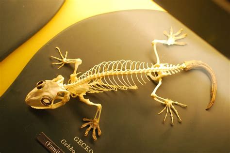 Gecko Skeleton | Gecko, Animal skeletons, Cute reptiles