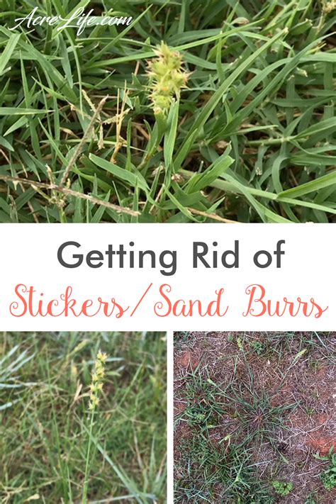 How to Get Rid of Stickers or Sand Burrs | How to kill grass, Lawn care ...