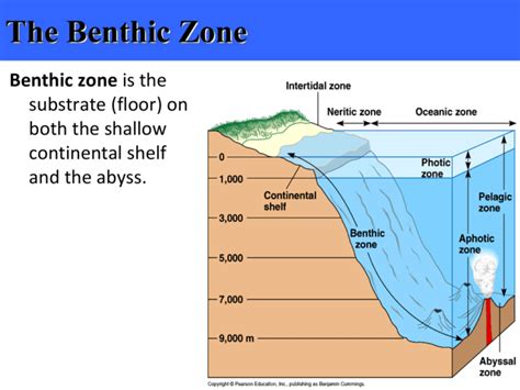 The Benthic Zone