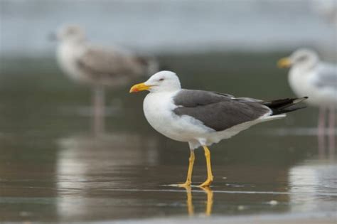 30 Types of Seagulls: A Fascinating Look at Their Diversity