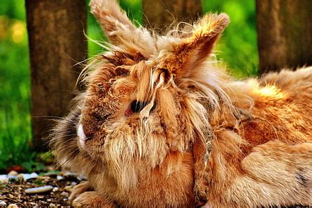 310 Royalty-Free Rabbit Photos, sorted by aesthetic score | PickPik