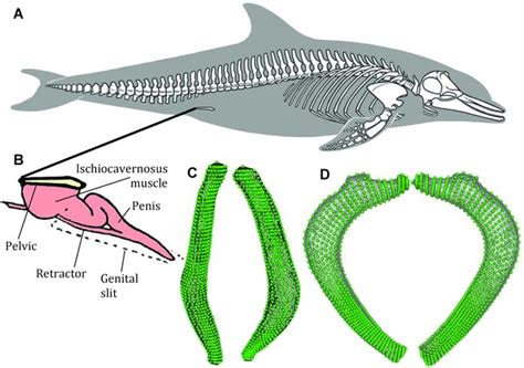 Skeletal anatomy of the bottlenose dolphin (Tursiops truncatus). (A)... | Download Scientific ...