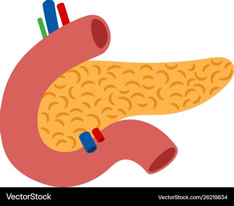 Human pancreas isolated on white background Vector Image