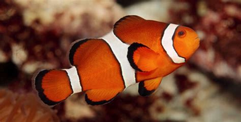 Ocellaris Clownfish - Care, Breeding, Feeding, Hosting Anenomes and How ...