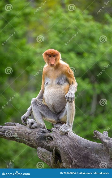 Proboscis Monkey (Nasalis Larvatus) Endemic of Borneo. Stock Photo - Image of nasalis, national ...