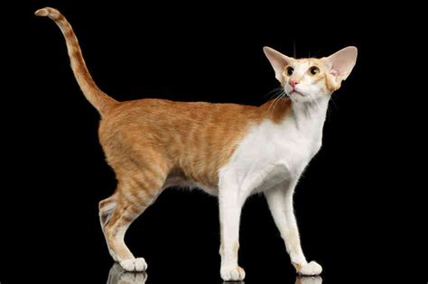 Breed-related disease: Oriental Shorthair – Bioguard