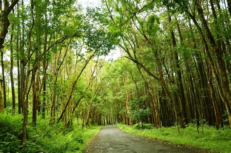 Hutan Pinus Mangunan Yogyakarta | Informasi Goa Pindul 0822 2116 6114