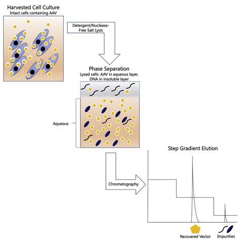 Development and Optimization of a Hydrophobic Interaction ...