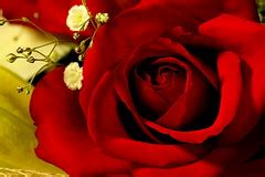 red means 'i love you' | The color of a rose can have a very… | Flickr