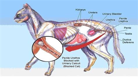 Mouth Ulcers In Cats With Kidney Disease - Captions Hunter