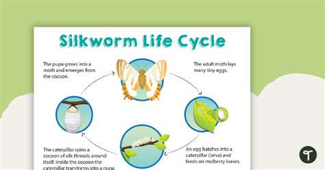 Silkworm Life Cycle Poster Teaching Resource | Teach Starter