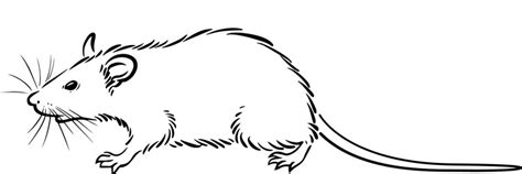 Drawing Outline Rat Vector Images (over 1,500)