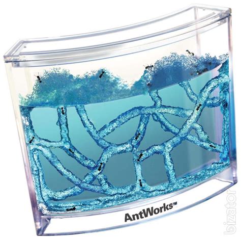 Ant farm - Buy on www.bizator.com