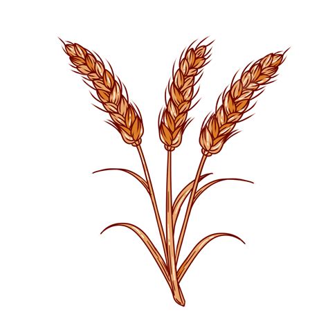 Wheat Grains PNG Picture, Cartoon Hand Painted Rice And Wheat Grain Elements, Hand Draw, Wheat ...