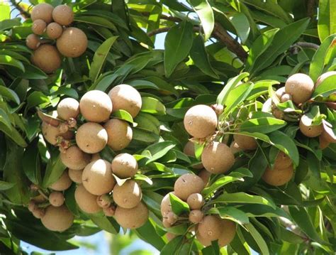 Health benefits of Jamaica-found fruits: Naseberry - Our Today