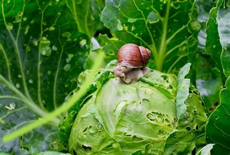 Are Snails Dangerous? (Our Warning!) | Pests Banned