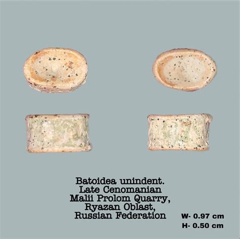 Batoidea unindent. Vertebrae - Members Gallery - The Fossil Forum