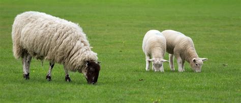 Sheep Blends - NWF Agriculture