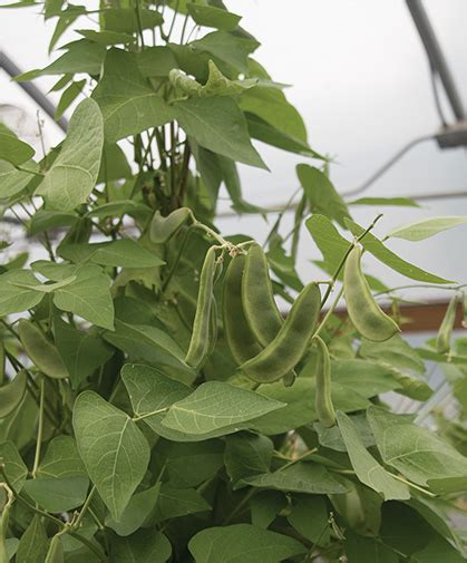 Growing Lima Beans From Seed | Johnny's Selected Seeds