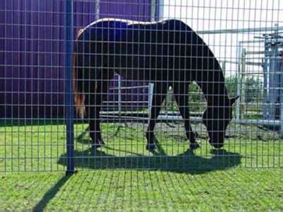 Welded Wire Fence for Pasture, Cattle, Pig, Horse, Sheep Fence