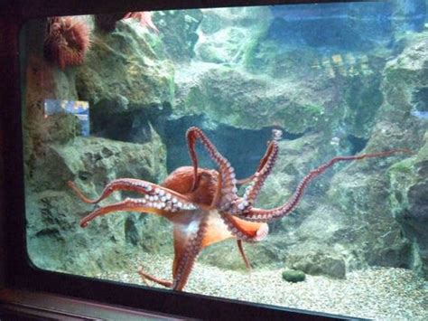 Interesting Facts You Probably Didn't Know About The Octopus - Barnorama