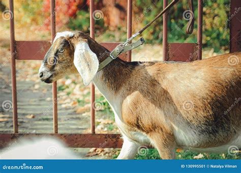 Anglo-Nubian Goat, Close-up. Stock Image - Image of goat, grazing: 130995501