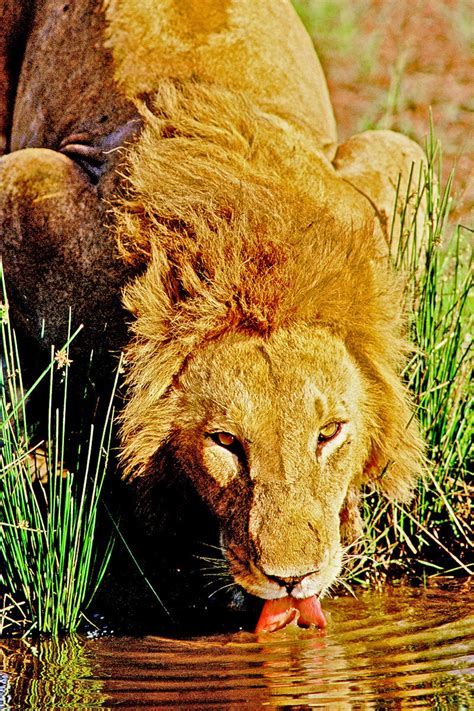 Male Lion at Waterhole Lion Drinking Water African Wildlife - Etsy