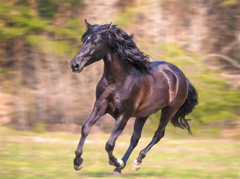 Friesian Horse Breed Complete Guide: Color, Information, And ...