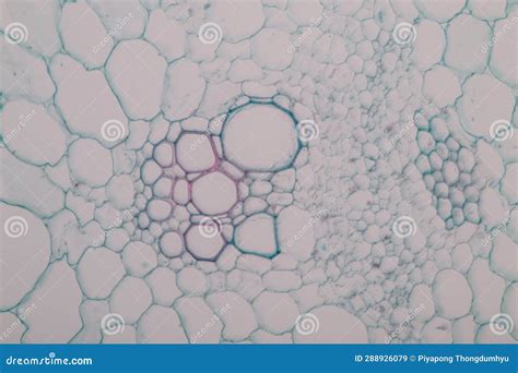 Plant Tissues Under The Microscope In The Laboratory. Royalty-Free Stock Photo | CartoonDealer ...