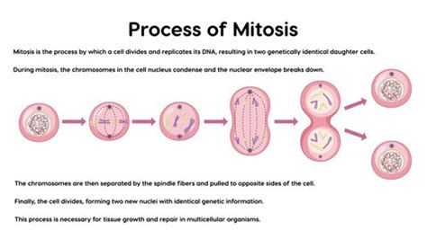 2d Animation Process Mitosis Phases Explanations Stock Footage Video (100% Royalty-free ...